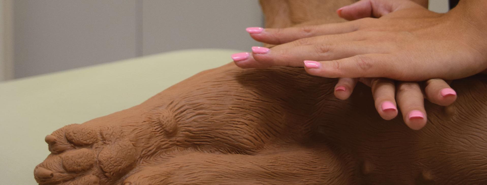 woman's hands with pink nail polish performing CPR compressions on fake brown dog