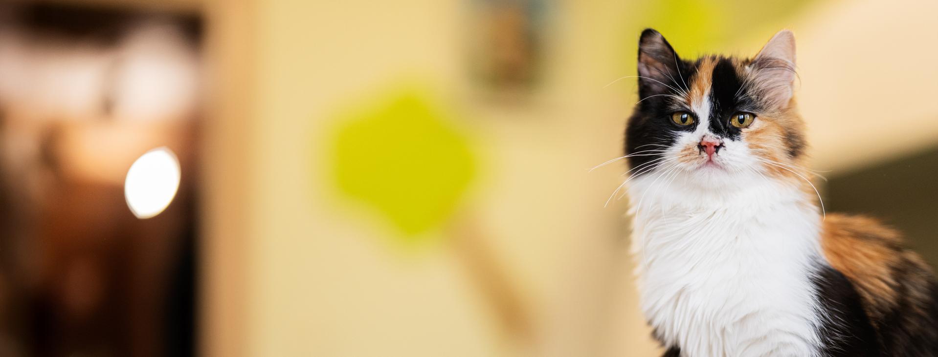 A pretty cat against a blurry backgroud