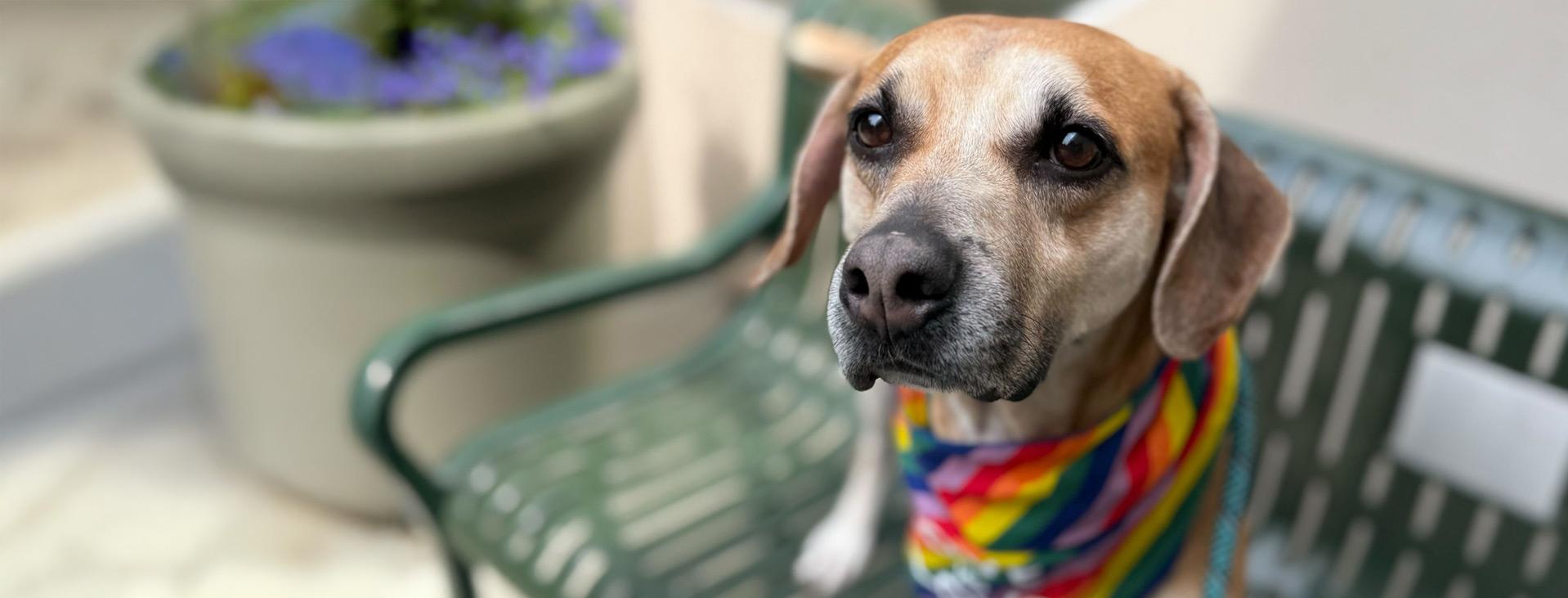 Adopt With Pride