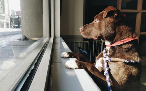 A brown dog looks out The Anti-Cruelty Society window at downtown Chicago