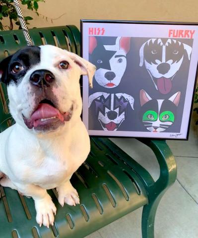 Spotted dog with KISS album pet parody