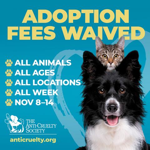 Waiving Adoption Fees at the ASPCA's Adoption Center