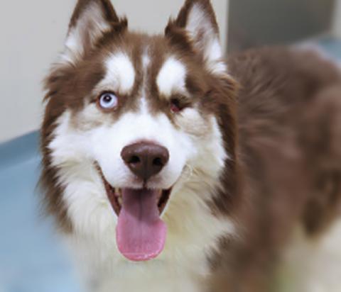 A happy dog