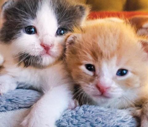 Two cute kittens