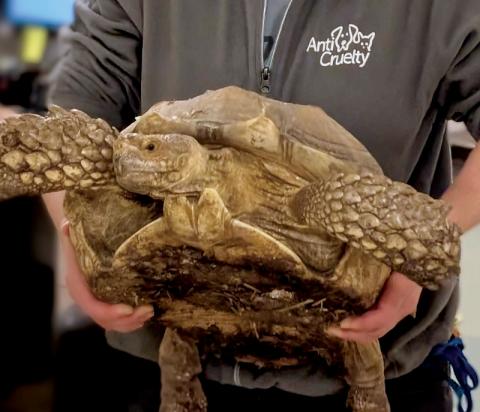 A woman holds a large turtle