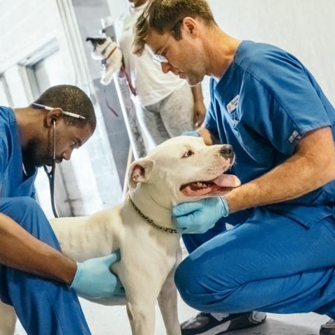 African American man in blue scrubs examining white pit bull being held by white man in blue scrubs