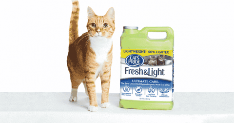 On orange tabby cat stand next to a jug of Cat's Pride