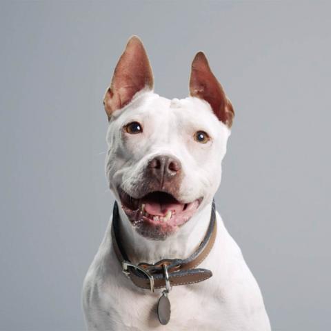 white dog with tan collar and ears up on gray background