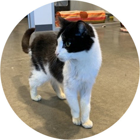 A handsome black and white cat
