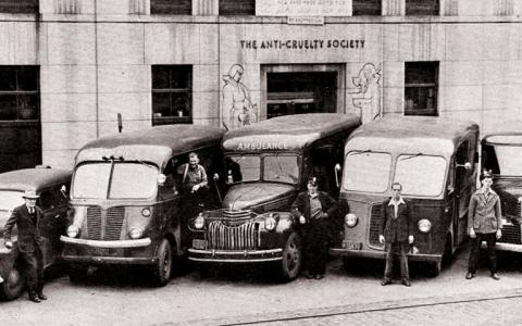 An old black-and-white photo of workers from The Anti-Cruelty Society post alongside their rescue vehicles circa 1940