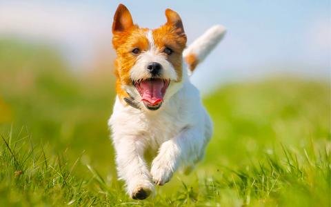 A happy dog runs though a grassy field on a sunny day