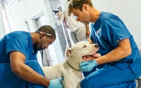 Two male vets from The Anti-Cruelty Society examine a large white dog