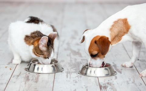 A white and brown spotted cat eats from a silver bowl beside a small white dog who is also eating from a different bowl of food