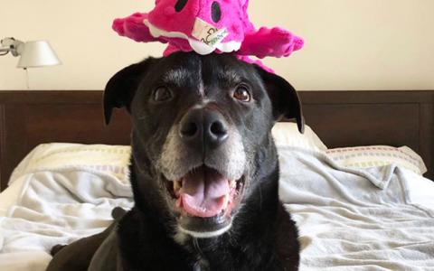 Mack, a large black dog, poses with a bright pink toy atop his head
