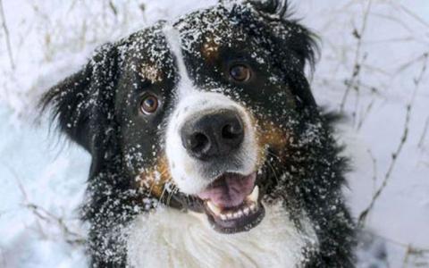 A dog sits outside in the snow looking up as snowflakes fall on his face