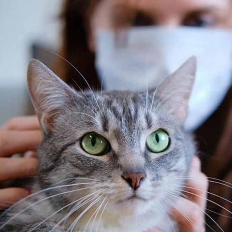 A woman wearing a mask pets a gray cat