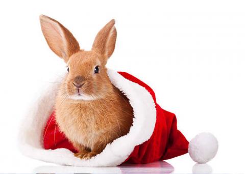 A red bunny sits in a holiday hat