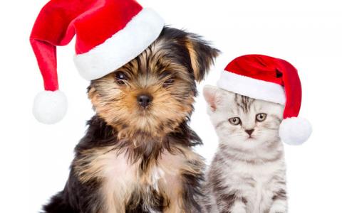 Puppy and kitten in santa hats