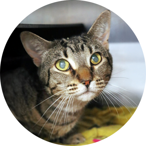 A pretty cat