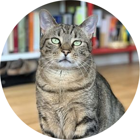 A sassy cat