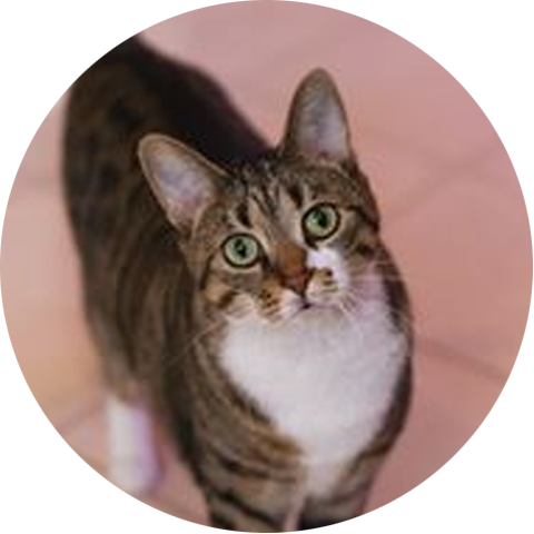 Lunda a pretty cat