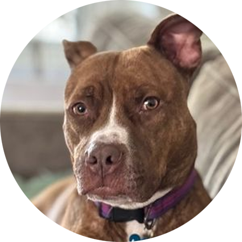 A pretty brown dog