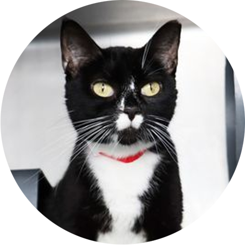 A black and white cat