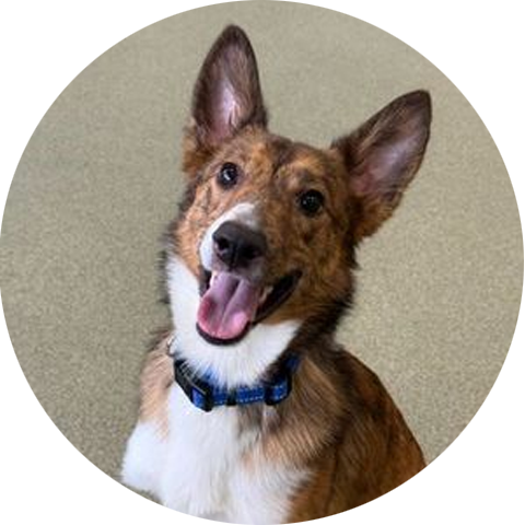 A happy dog