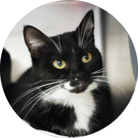 A pretty black and white cat